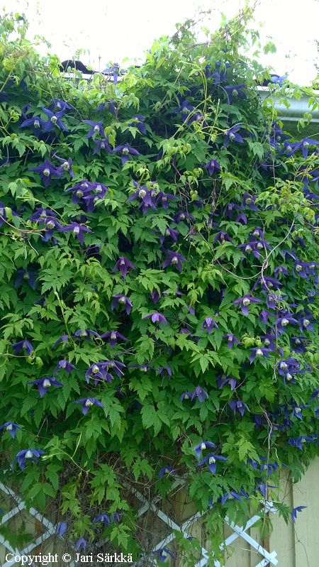 Clematis alpina, alppikrh